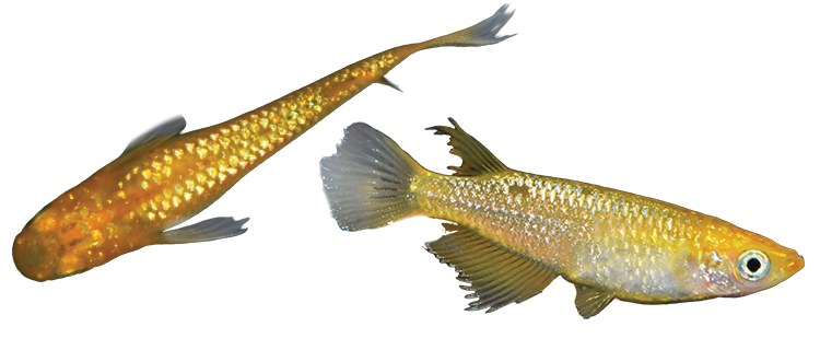 Longfin doré : vue de dessus et de profil