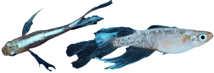 Miyuki Longfin : vue de dessus et de profil