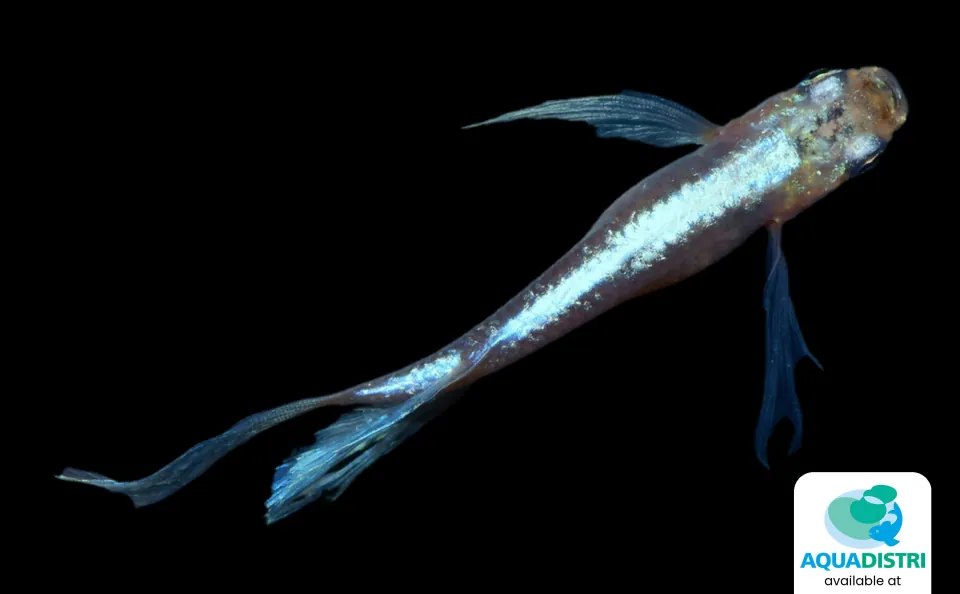 Un Miyuki Longfin vu de dessus sur fond noir