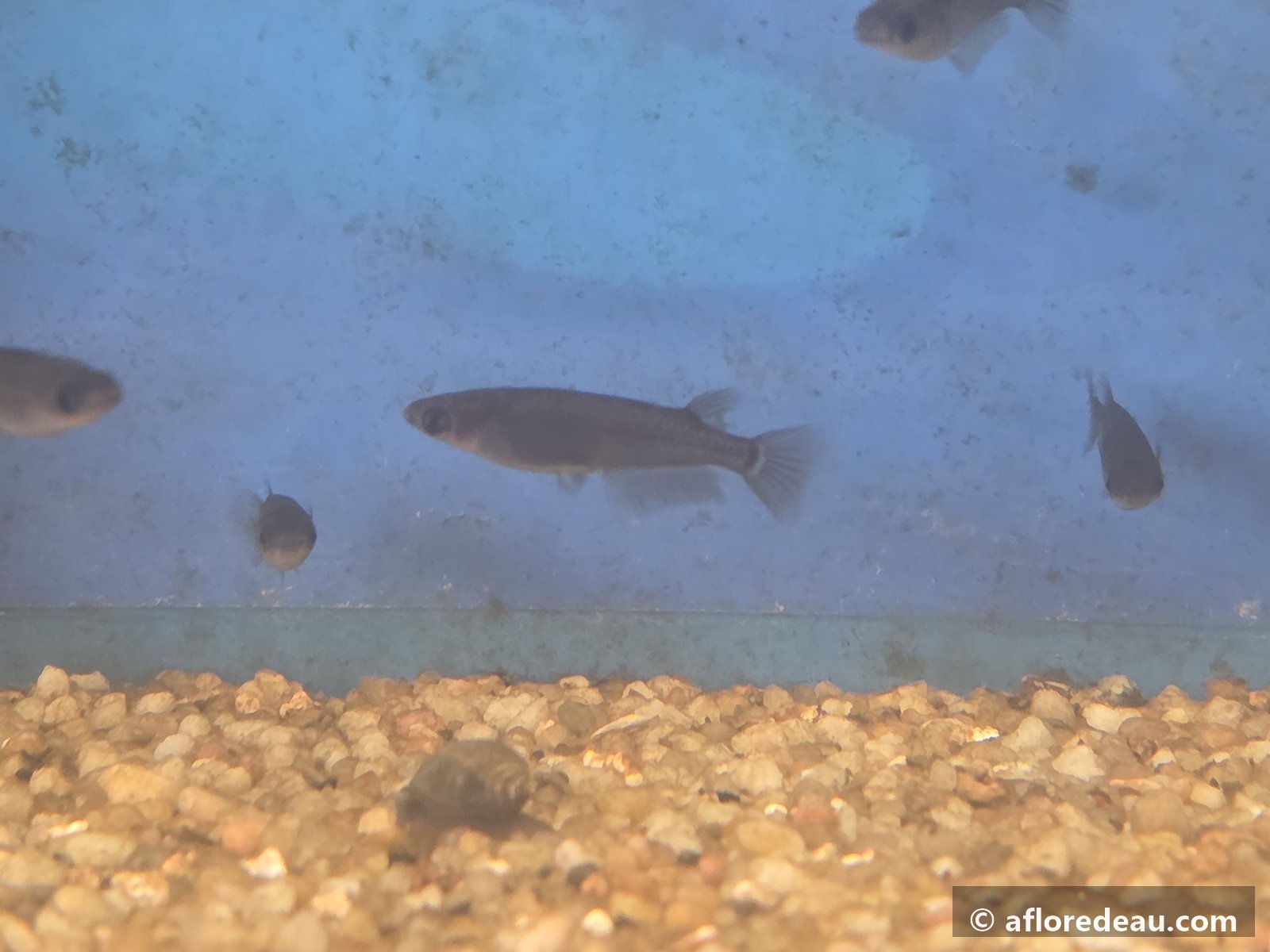 Medakas Black Dragon dans un aquarium à eux