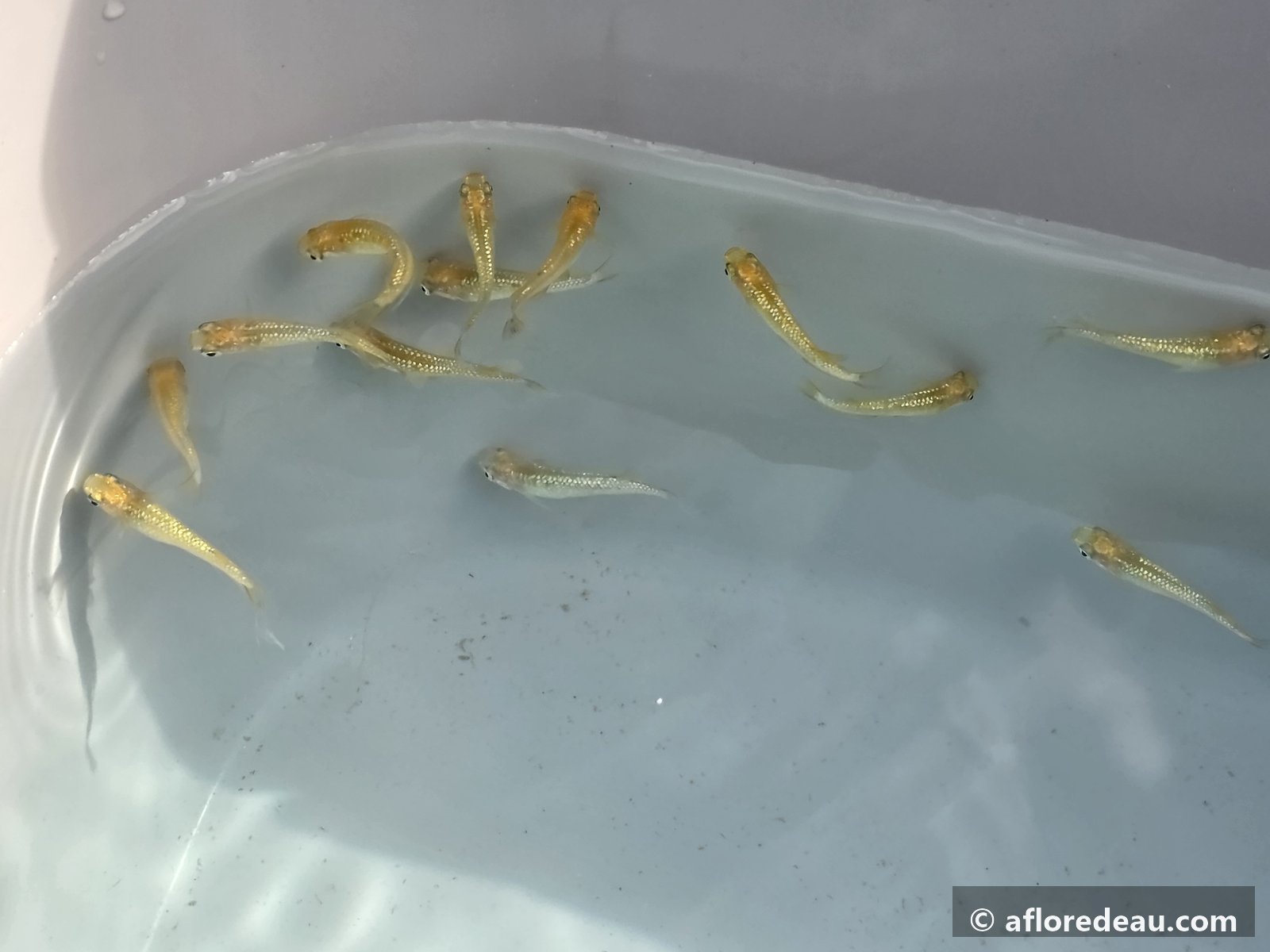 Longfin doré 2-3 cm, premier arrivage le 23 septembre 2026 : de dessus en bac de vente, puis de profil en aquarium, où le voile des nageoires se voit le mieux