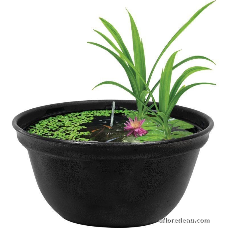 Medaka Bowl, un bac extérieur de medakas, le genre de plan d'eau que les grenouilles du jardin adoptent