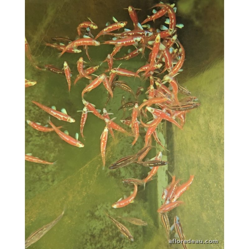 Notropis chrosomus, le méné arc-en-ciel, en vente à la boutique
